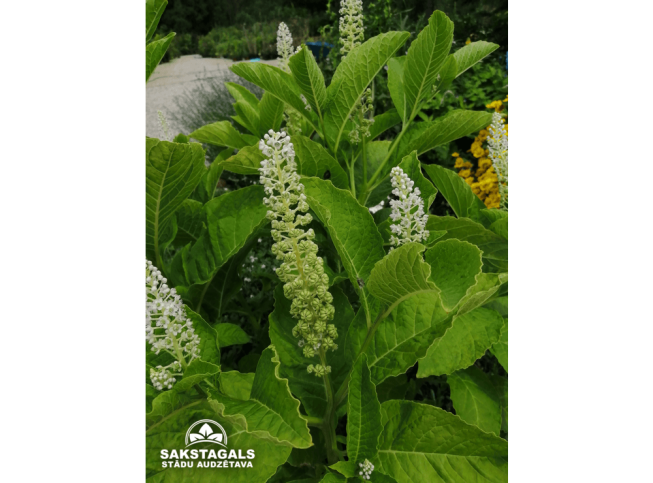 Phytolacca americana
